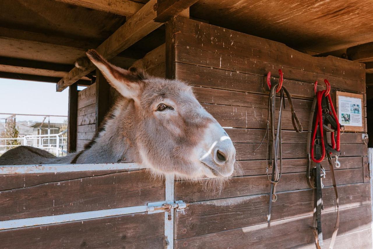Agriturismo Gli Etruschi Farm stay Populonia